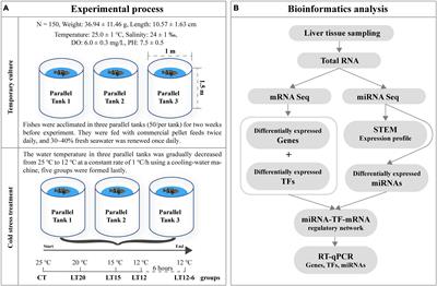 The MicroRNAs-Transcription Factors-mRNA Regulatory Network Plays an Important Role in Resistance to Cold Stress in the Pearl Gentian Grouper